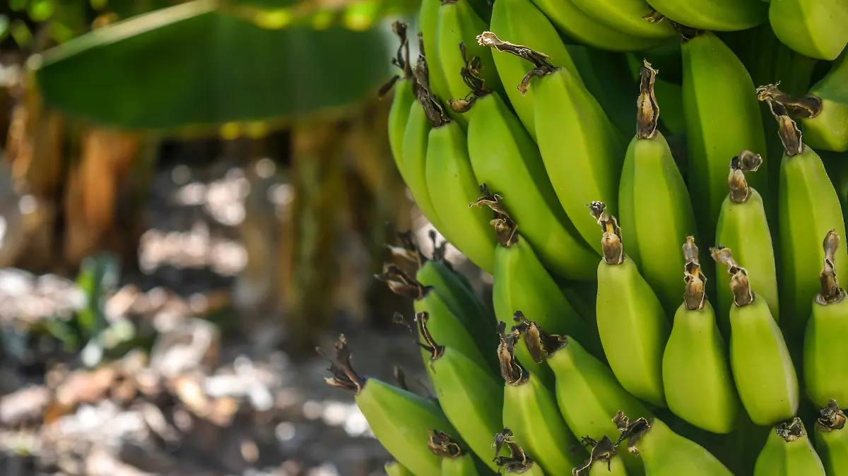 En Chiapas, ranchos bananeros cierran ante extorsiones 